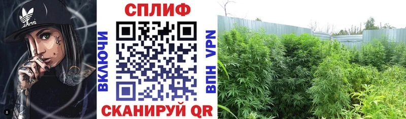 где купить наркоту  Ессентуки  Каннабис семена 